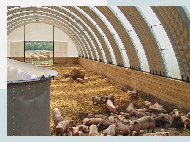 Строительство свинарников в Мончегорске